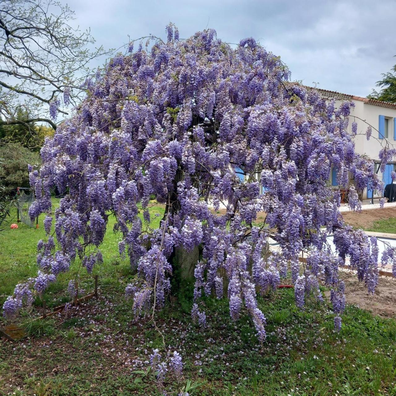 Le Petit Mas Des Alpilles En Provence Βίλα Saint-Étienne-du-Grès Εξωτερικό φωτογραφία